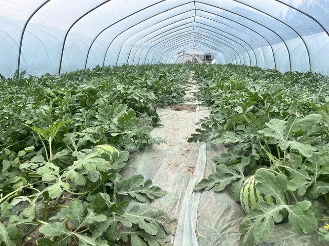 浙江大棚西瓜种植技术有哪些关键要点？-图1