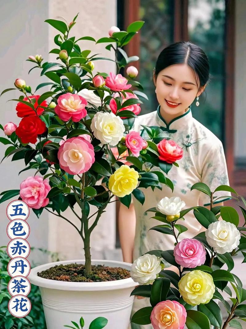 茶花品种图片大全有哪些？-图2
