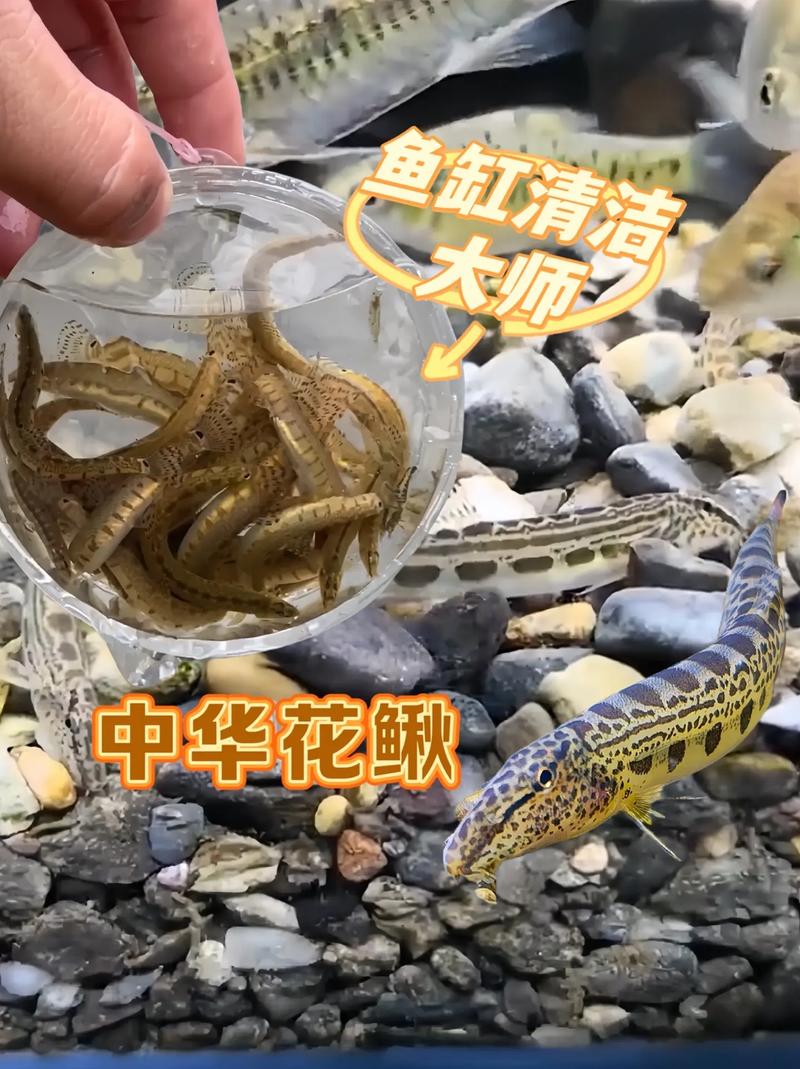 泥鳅水花养殖技术视频要点有哪些?-图1 泥鳅水花养殖技术视频要点有哪些?-图1