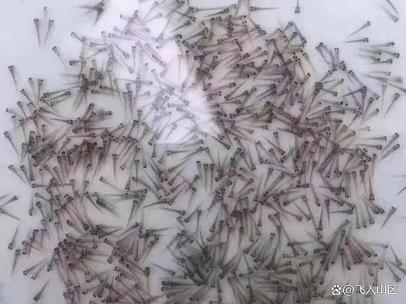 泥鳅水花养殖技术视频要点有哪些?-图3 泥鳅水花养殖技术视频要点有哪些?-图3