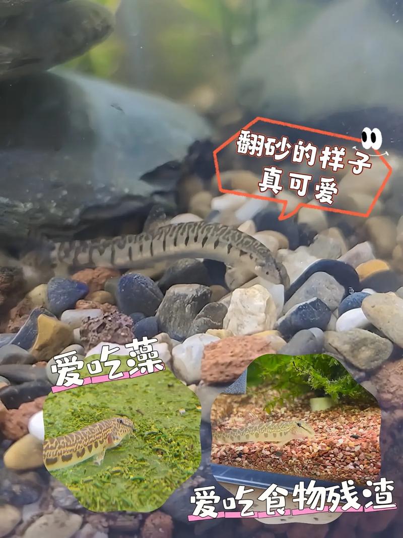 泥鳅水花养殖技术视频要点有哪些?-图2 泥鳅水花养殖技术视频要点有哪些?-图2