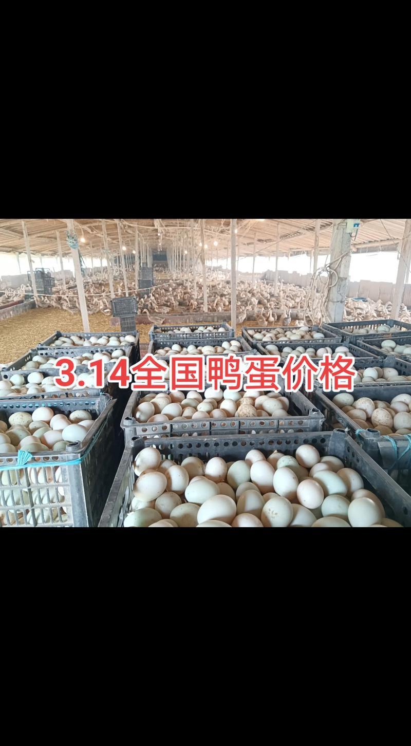 2025今日鸭蛋价格多少钱一斤？-图1