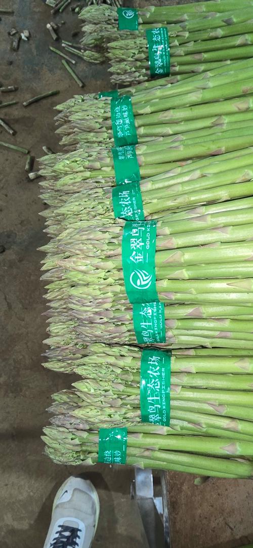 2025年芦笋新品种有哪些特点？-图2