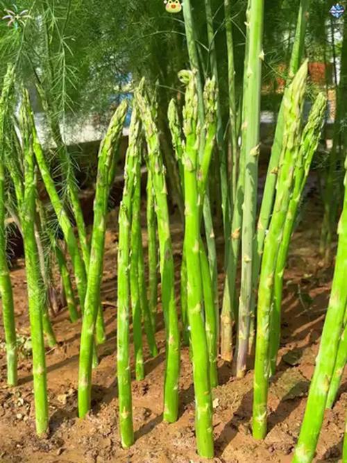 2025年芦笋新品种有哪些特点？-图1