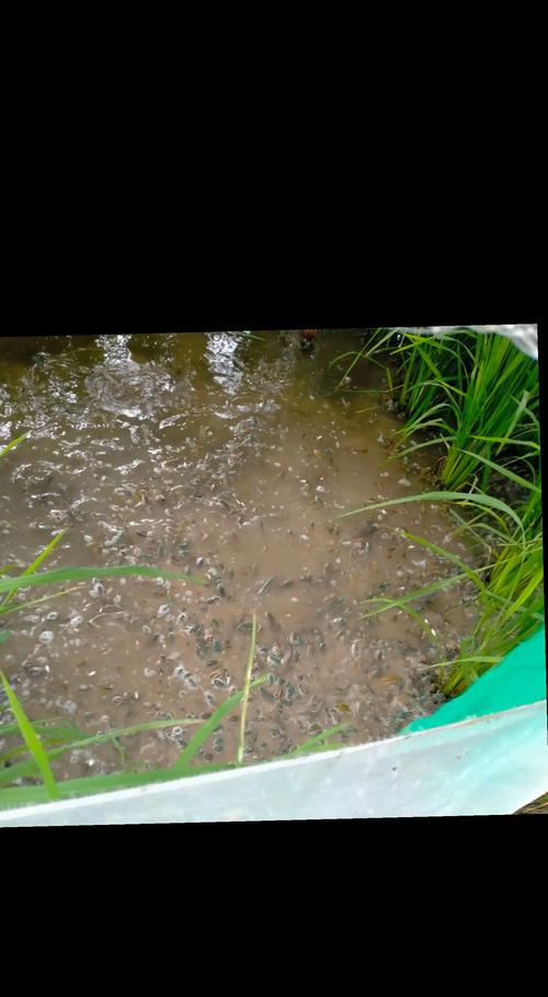 养殖青蛙技术哪里学？-图1