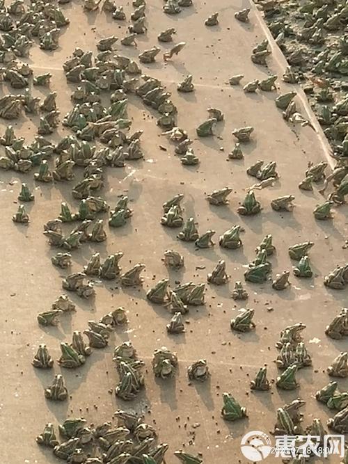 养殖青蛙技术哪里学？-图3