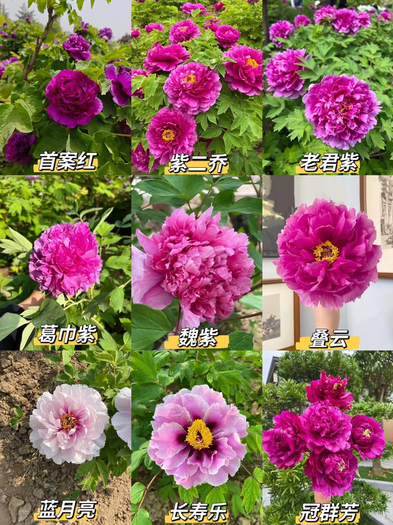 牡丹最珍贵品种是哪一种？-图1