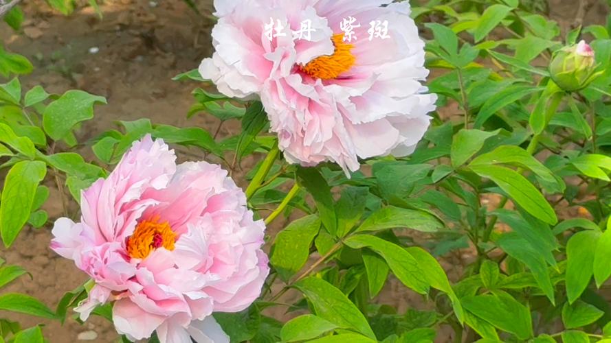 牡丹最珍贵品种是哪一种？-图2