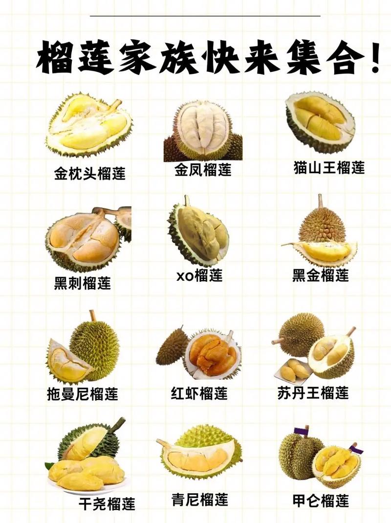 现在榴莲是什么品种?-图3 现在榴莲是什么品种?-图3