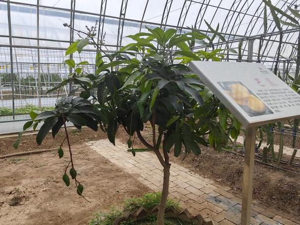 北方温室种芒果,技术要点有哪些?-图1 北方温室种芒果,技术要点有哪些?-图1