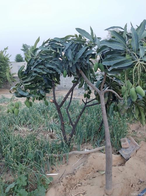 北方温室种芒果,技术要点有哪些?-图2 北方温室种芒果,技术要点有哪些?-图2