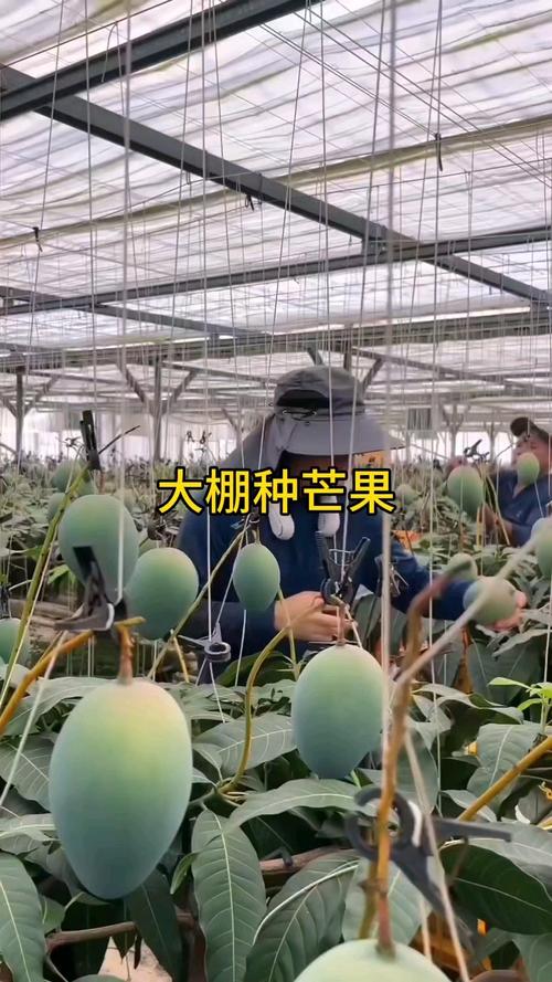 北方温室种芒果,技术要点有哪些?-图3 北方温室种芒果,技术要点有哪些?-图3