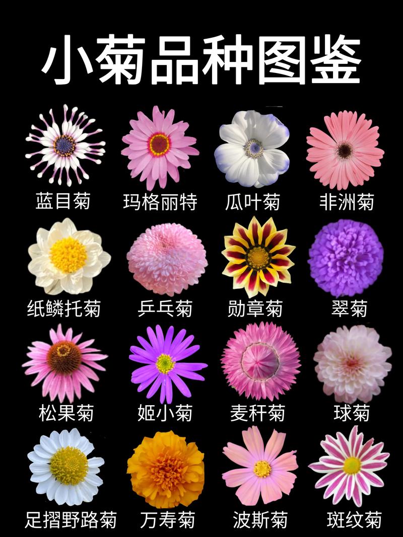 菊花品种名称有哪些?-图1 菊花品种名称有哪些?-图1