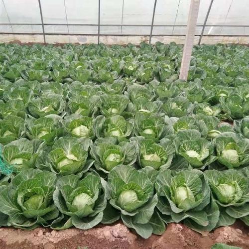 冬季甘蓝大棚种植技术要点有哪些?-图2 冬季甘蓝大棚种植技术要点有哪些?-图2