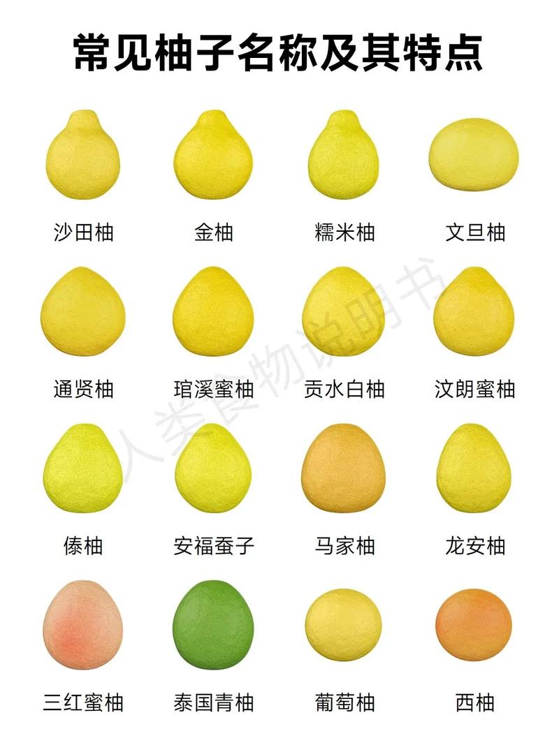 柚子品种这么多,哪种最适合你?-图2 柚子品种这么多,哪种最适合你?-图2