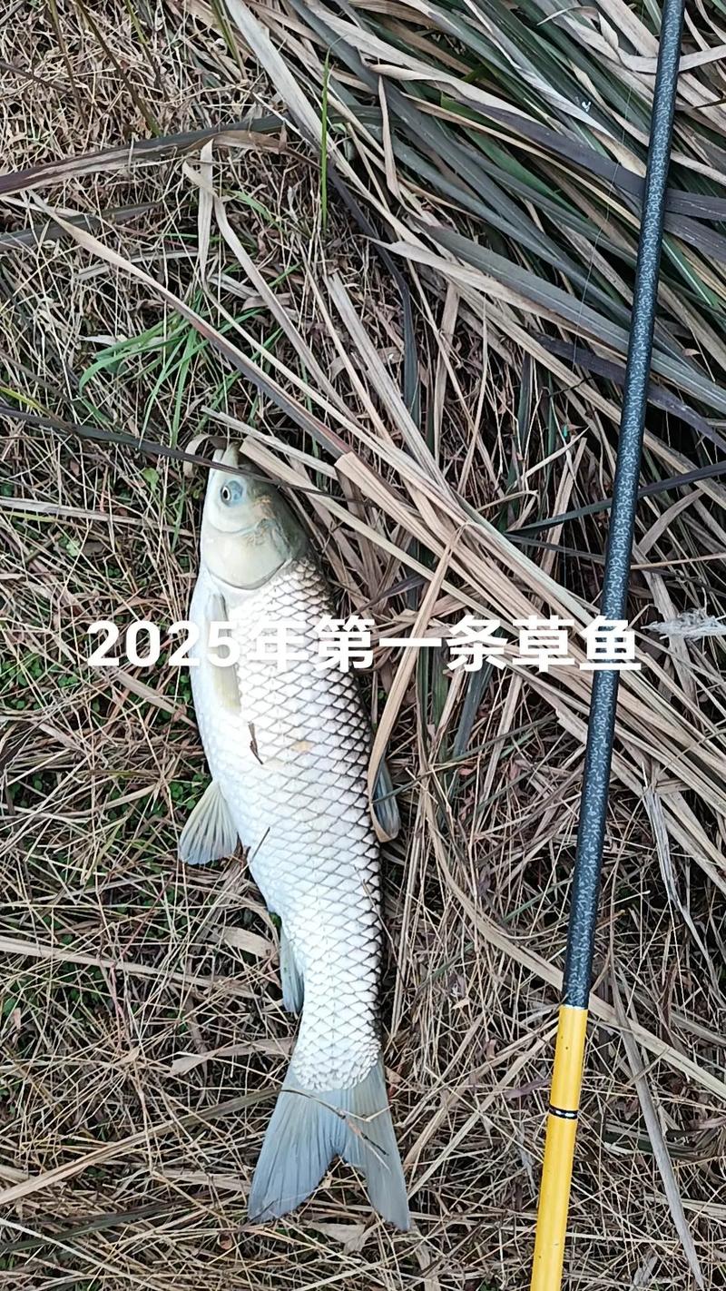 2025福建草鱼价格会涨还是跌？-图2