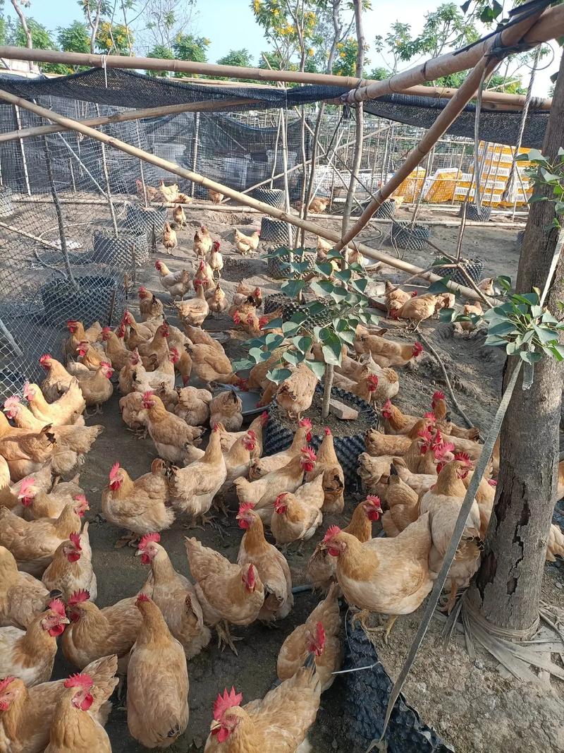 农村养殖选什么品种最合适?-图1 农村养殖选什么品种最合适?-图1