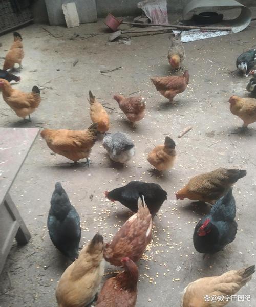 农村养殖选什么品种最合适？-图2