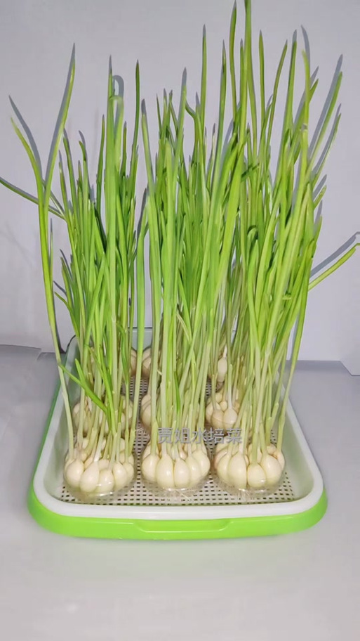 蒜黄室内种植技术要点有哪些？-图1