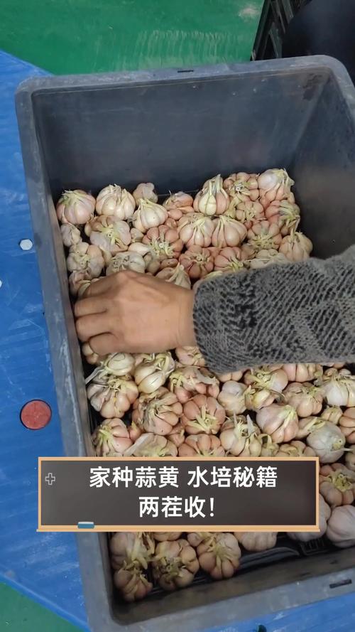 蒜黄室内种植技术要点有哪些？-图2