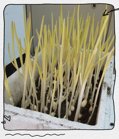 蒜黄室内种植技术要点有哪些？-图3