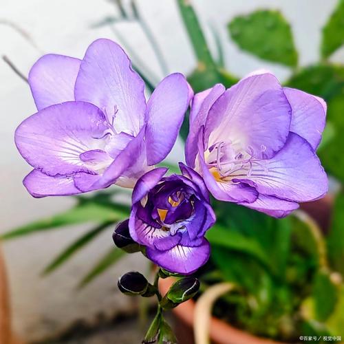 紫罗兰品种有哪些？附图片解析。-图2