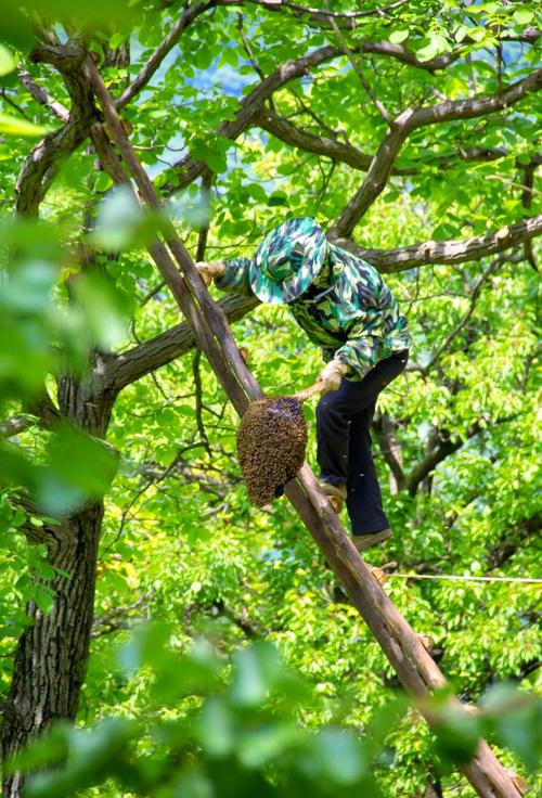 野外胡蜂如何安全迁移？技术要点有哪些？-图1