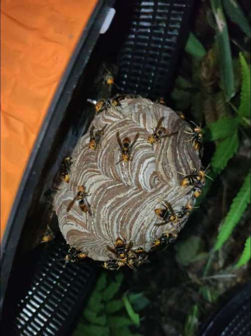 野外胡蜂如何安全迁移？技术要点有哪些？-图3