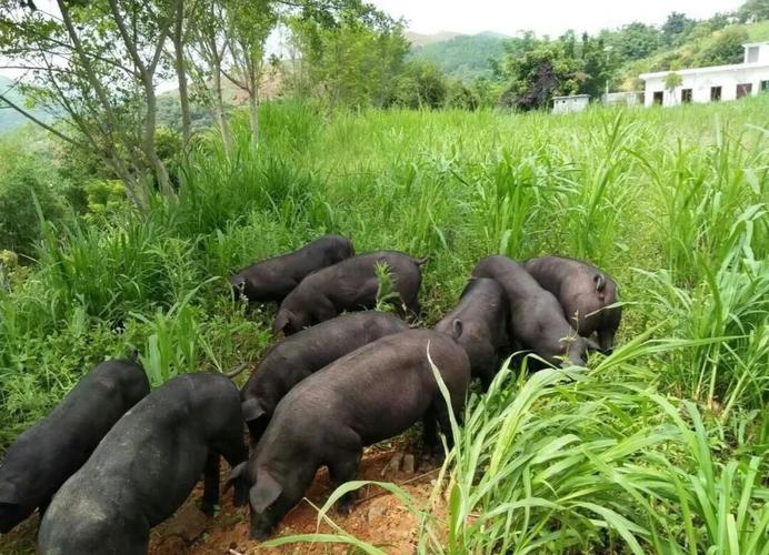 贵州放养山猪养殖技术要点有哪些?-图1 贵州放养山猪养殖技术要点有哪些?-图1