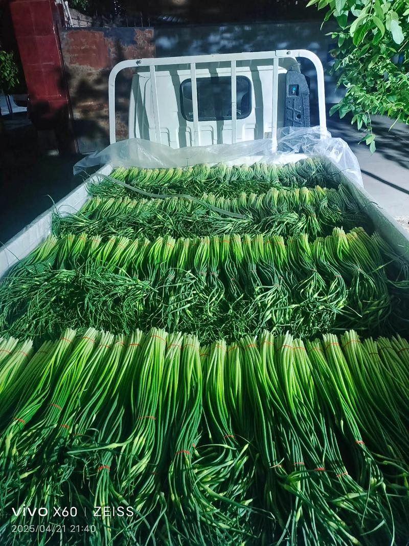 今日蒜薹价格2025会涨还是跌?-图1 今日蒜薹价格2025会涨还是跌?-图1