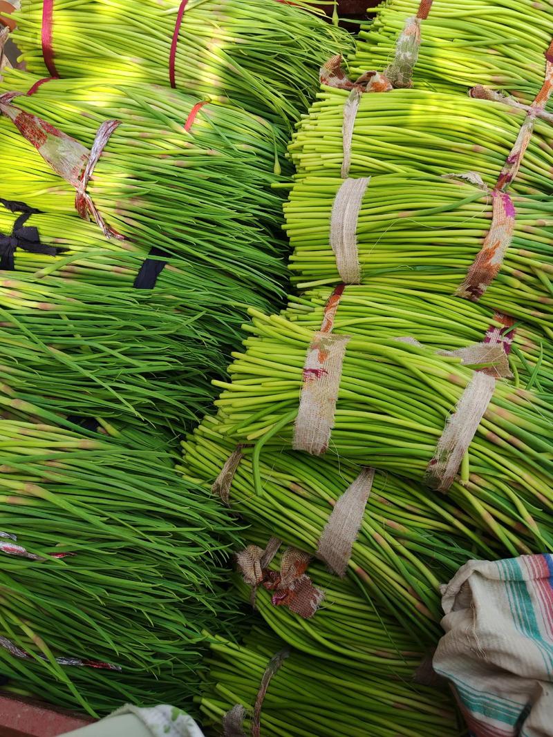 今日蒜薹价格2025会涨还是跌?-图3 今日蒜薹价格2025会涨还是跌?-图3