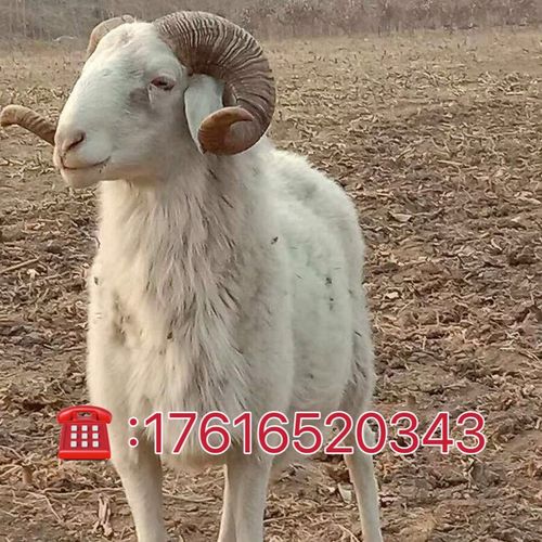 纯种小尾寒羊种羊价格多少钱一只？-图2