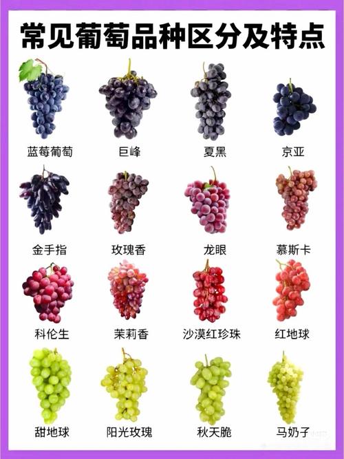 那种小葡萄是什么品种-图1