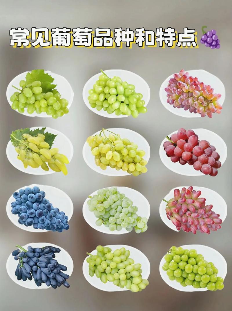 那种小葡萄是什么品种-图3