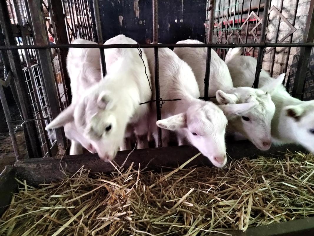 农村奶羊养殖技术视频,新手能学会吗?-图2 农村奶羊养殖技术视频,新手能学会吗?-图2