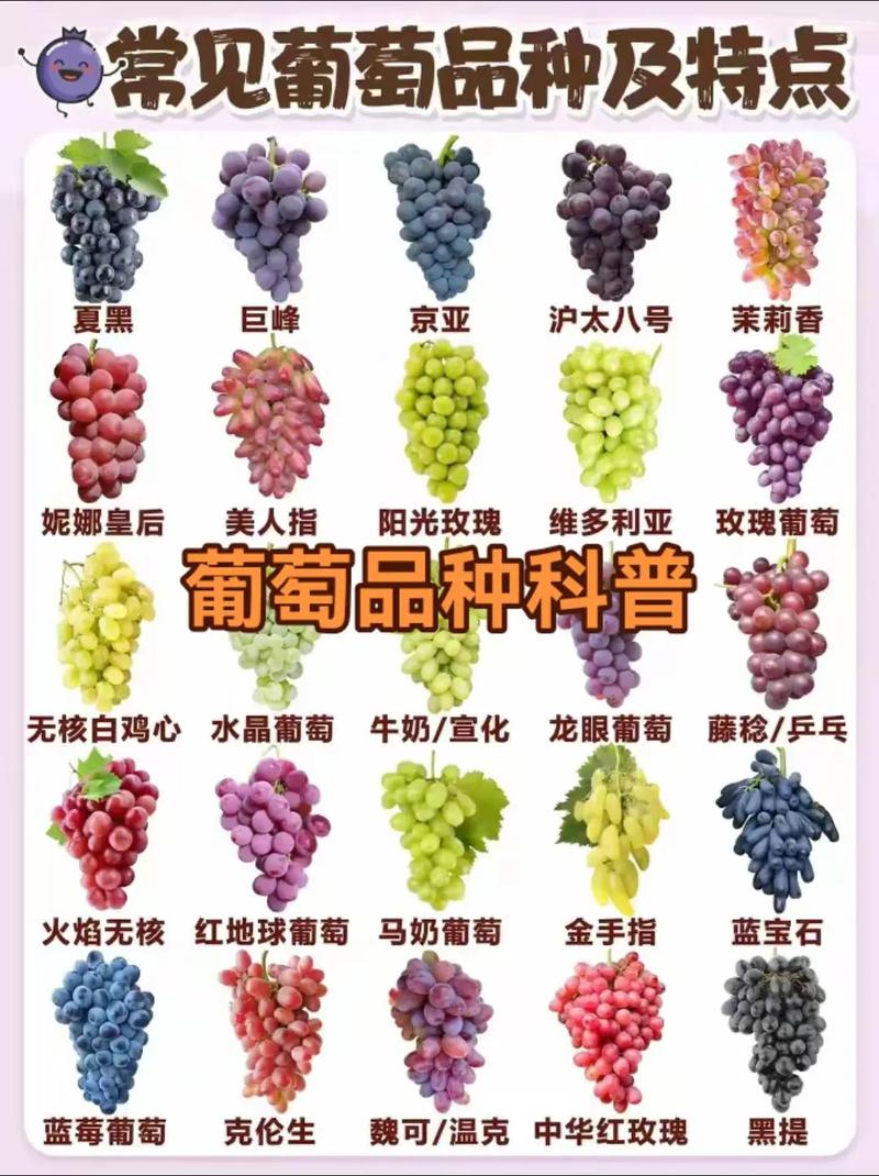 吉林市场常见葡萄品种有哪些？-图1