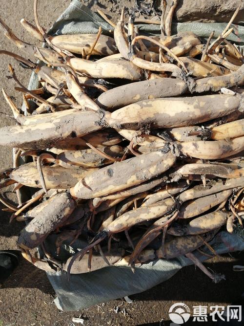 莲藕最早熟是哪些品种-图2 莲藕最早熟是哪些品种-图2