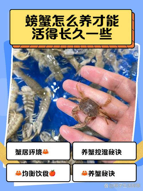 螃蟹池塘养殖有哪些关键技术要点？-图1