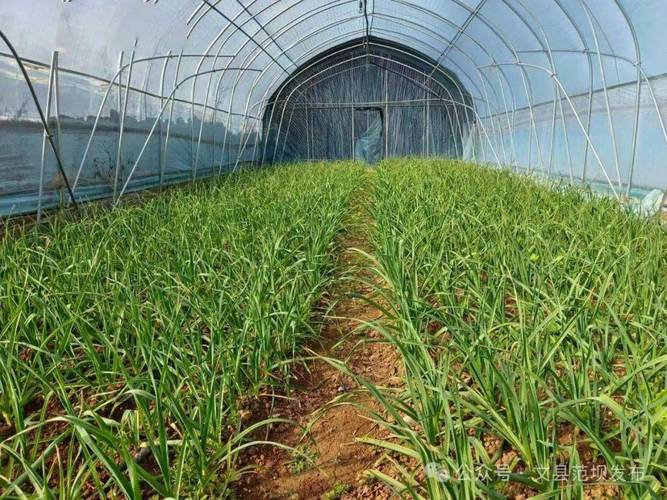 蒜苗大棚如何实现高产种植？-图3