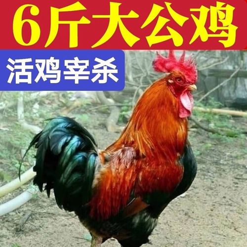 果林高产散养蛋鸡品种怎么选？-图1