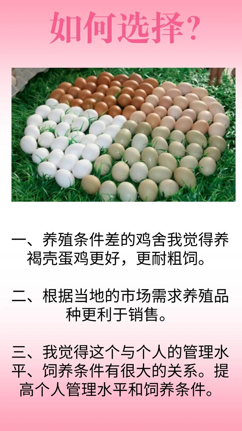 果林高产散养蛋鸡品种怎么选？-图2