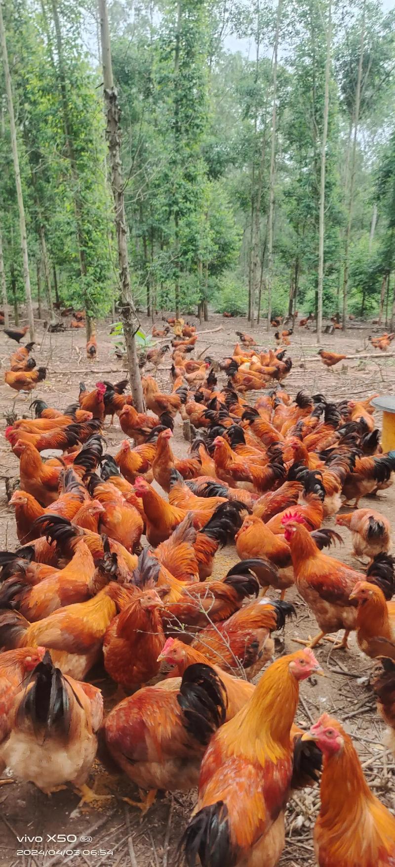 果林高产散养蛋鸡品种怎么选？-图3