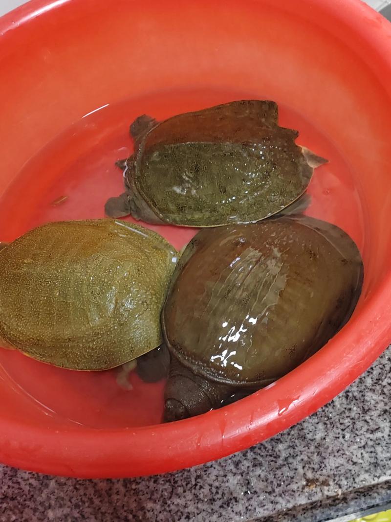 广东野生甲鱼养殖技术-图3