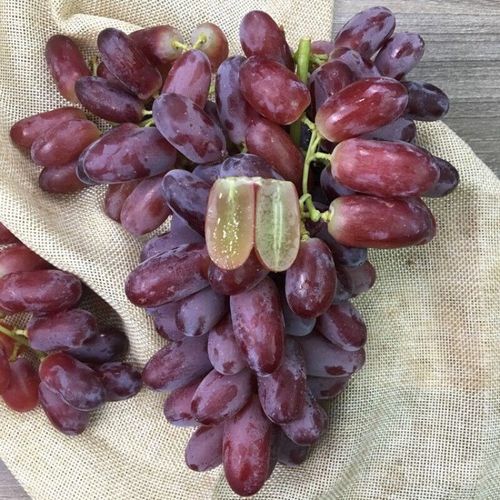 紫色葡萄有核的是什么品种?-图1 紫色葡萄有核的是什么品种?-图1