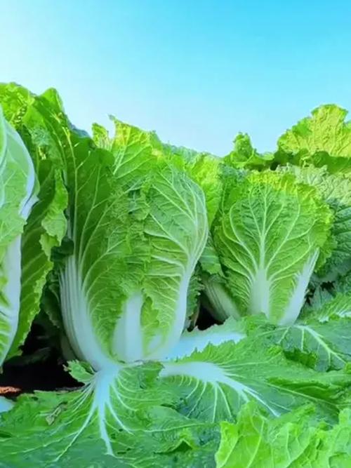 夏季白菜种什么品种好?-图1 夏季白菜种什么品种好?-图1