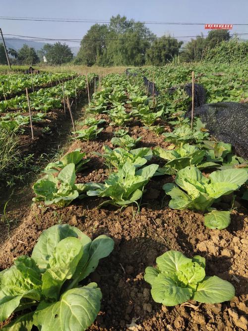 夏季白菜种什么品种好?-图3 夏季白菜种什么品种好?-图3