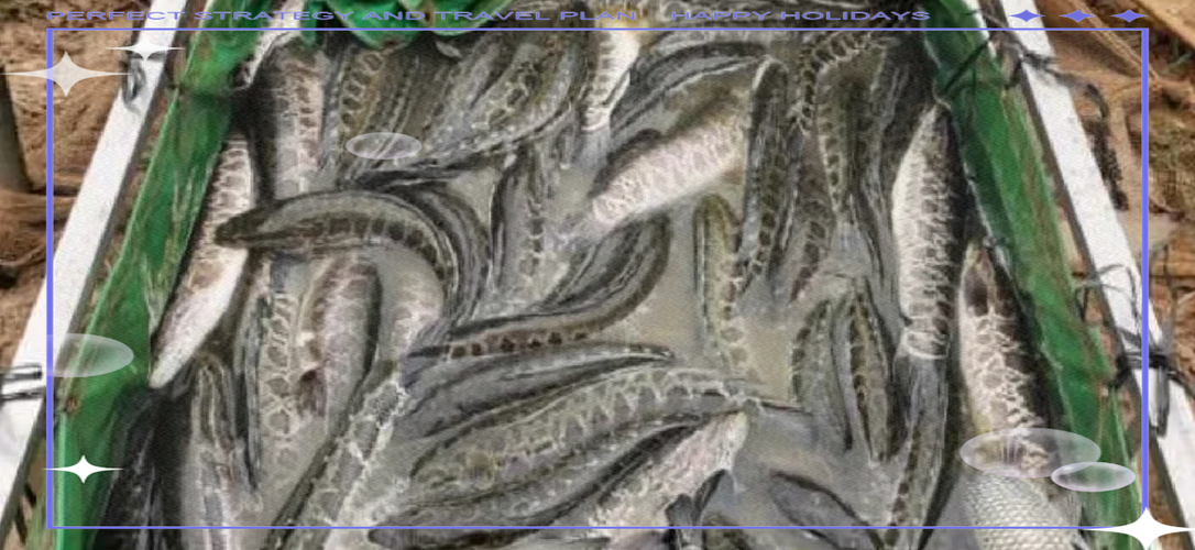 黑鱼养殖高产技术有哪些关键点?-图1 黑鱼养殖高产技术有哪些关键点?-图1