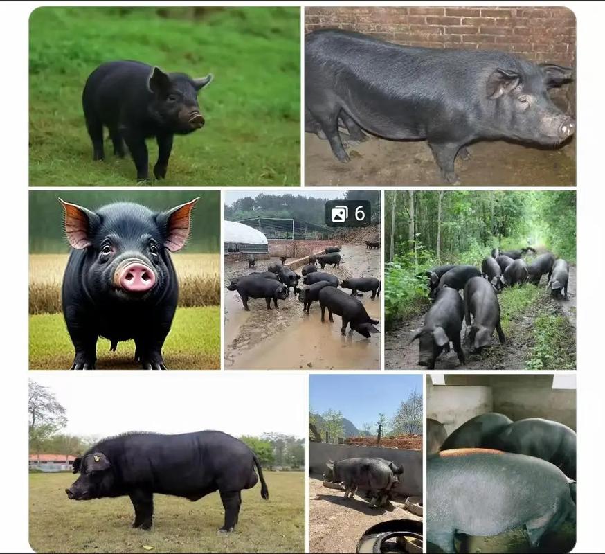 黑猪品种哪个最好?-图2 黑猪品种哪个最好?-图2