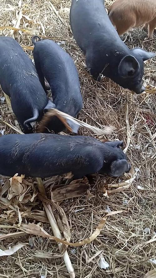 黑猪品种哪个最好?-图3 黑猪品种哪个最好?-图3