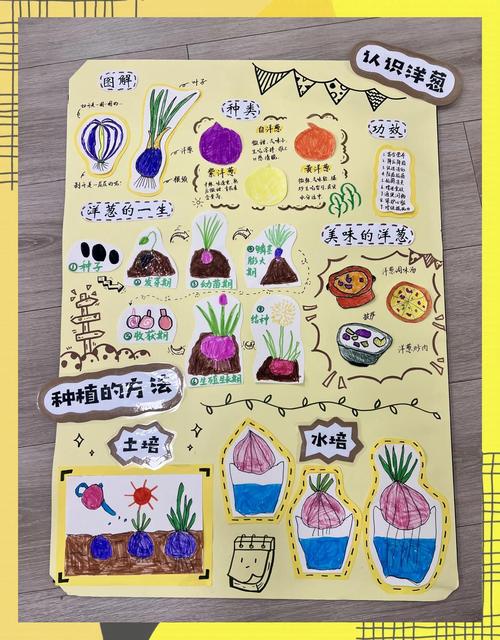 洋葱种植技术需重点掌握哪些要点？-图1